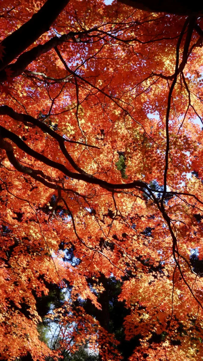 上沼八幡神社 紅葉
